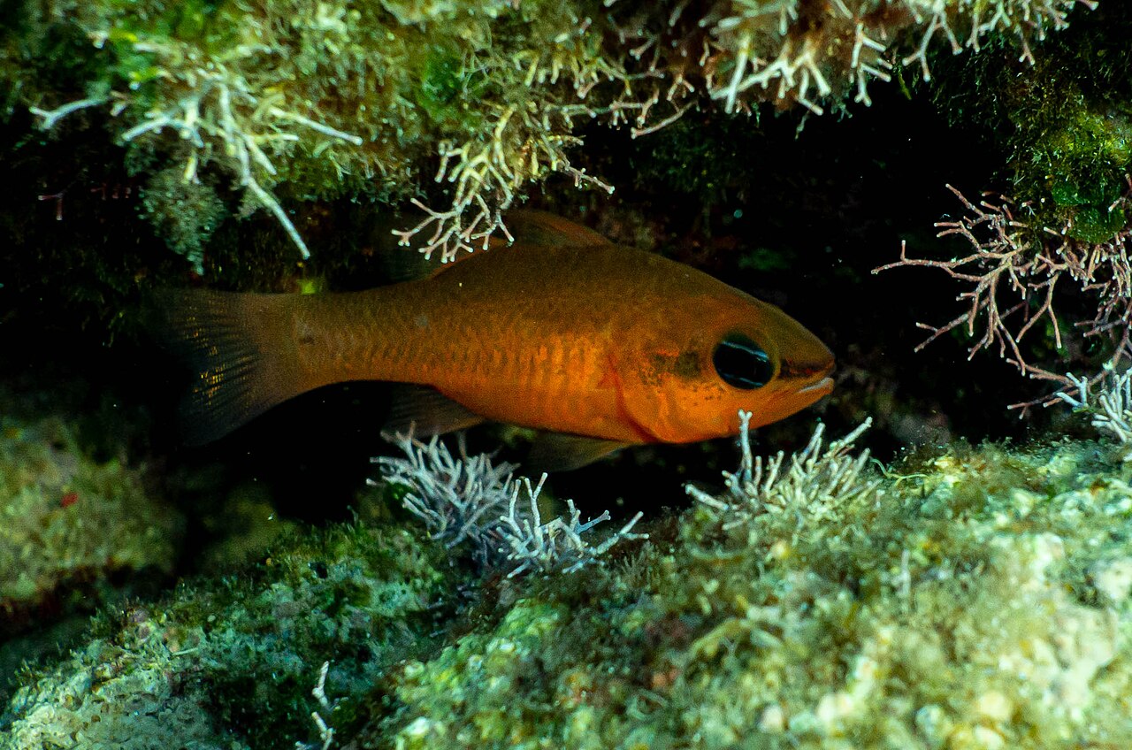 Cardinal fish (Apogon imberbis)