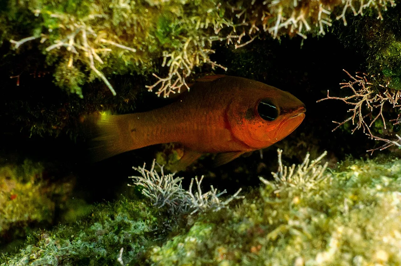 Cardinal fish (Apogon imberbis)