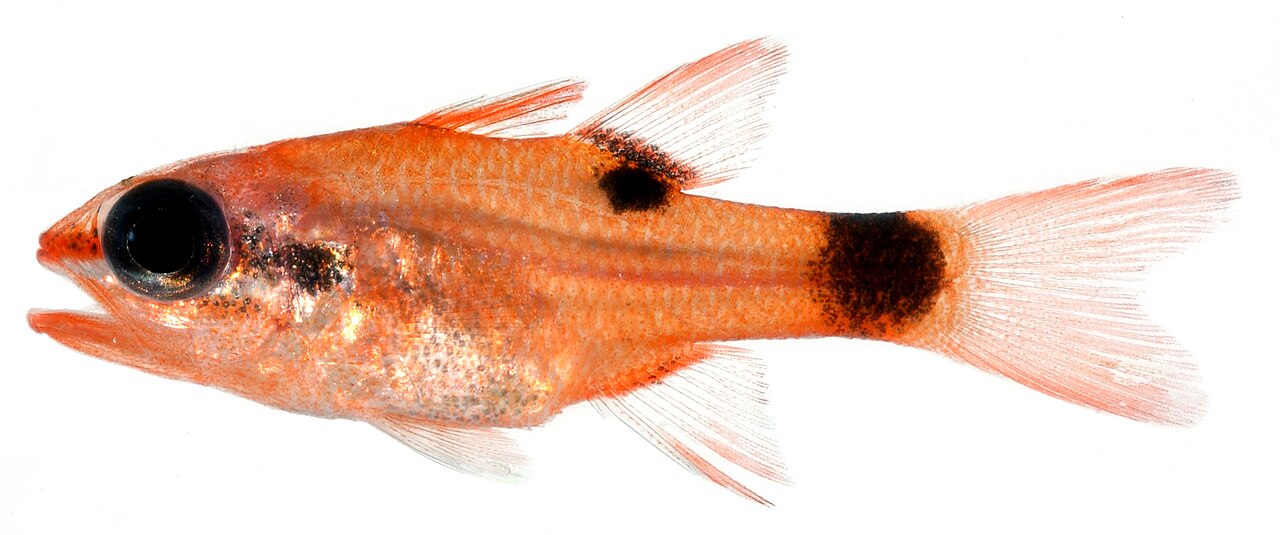 Flamefish (Apogon maculatus)