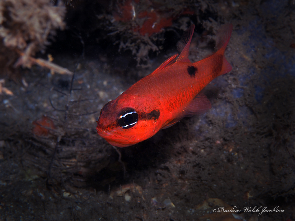 Flamefish (Apogon maculatus)