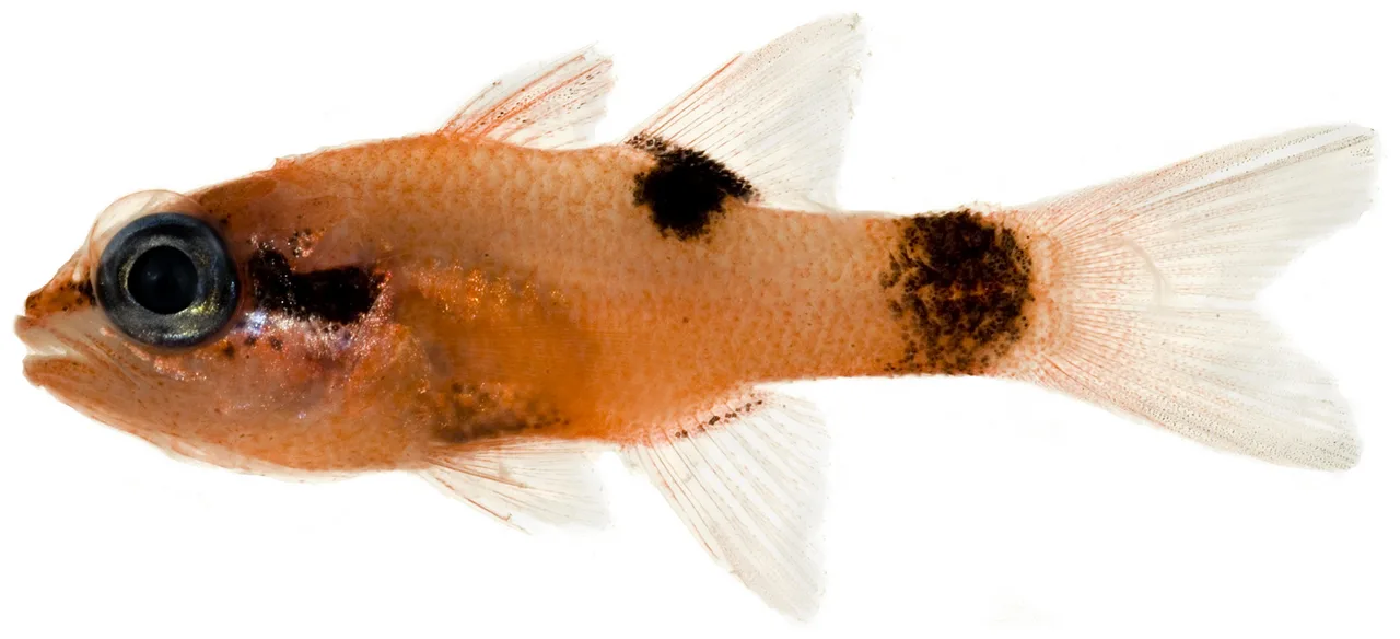 Flamefish (Apogon maculatus)