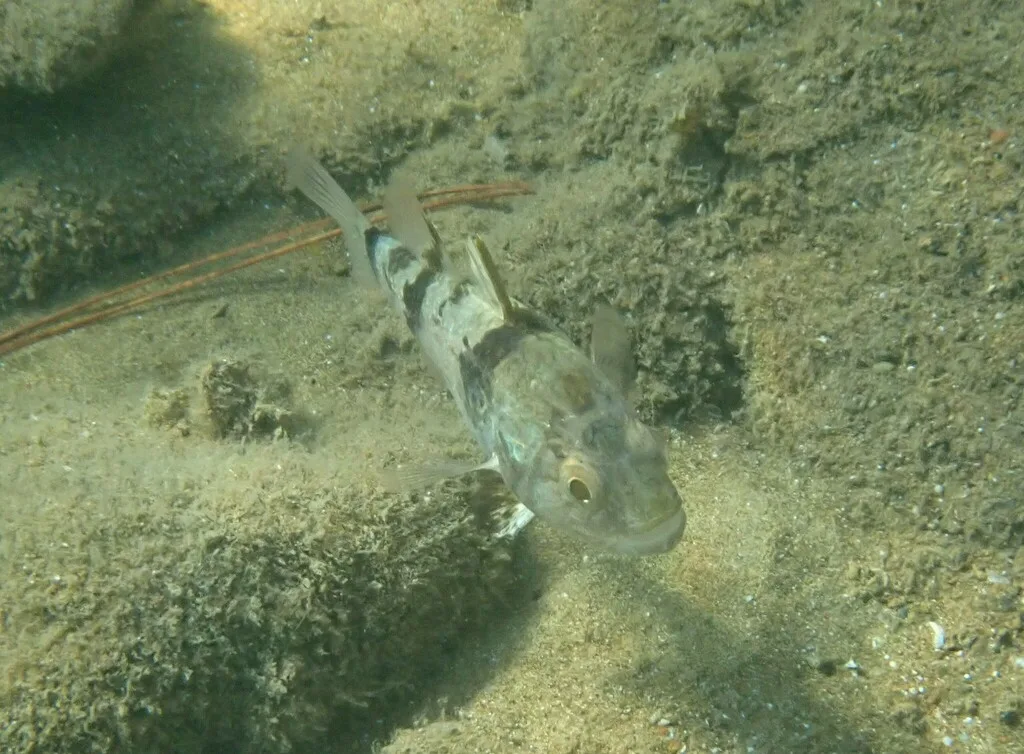 Pharaoh cardinalfish (Apogonichthyoides pharaonis)