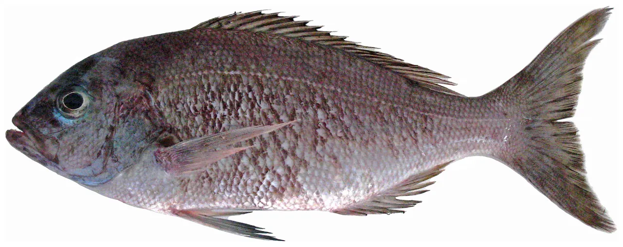 Black snapper (Apsilus dentatus)