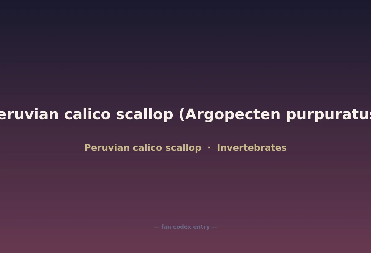 Peruvian calico scallop (Argopecten purpuratus)