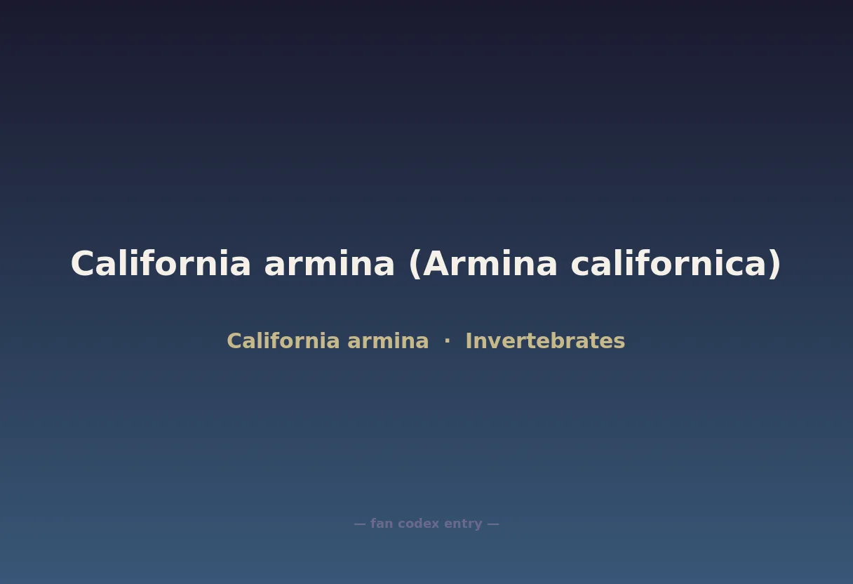 California armina (Armina californica)