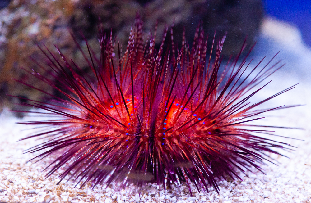 Blue-spotted sea urchin (Astropyga radiata)