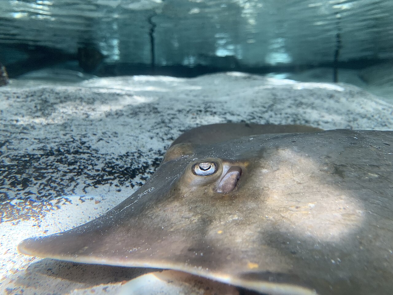 Atlantic stingray (Hypanus sabinus)