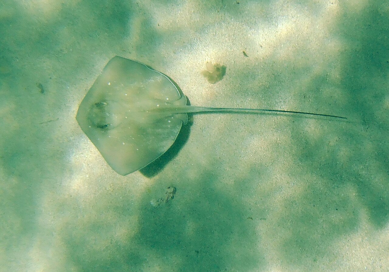 Atlantic stingray (Hypanus sabinus)