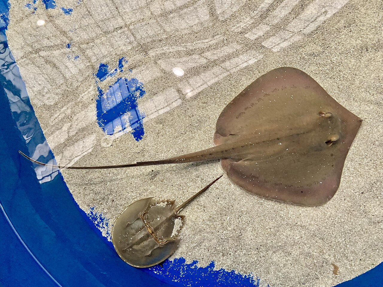 Atlantic stingray (Hypanus sabinus)