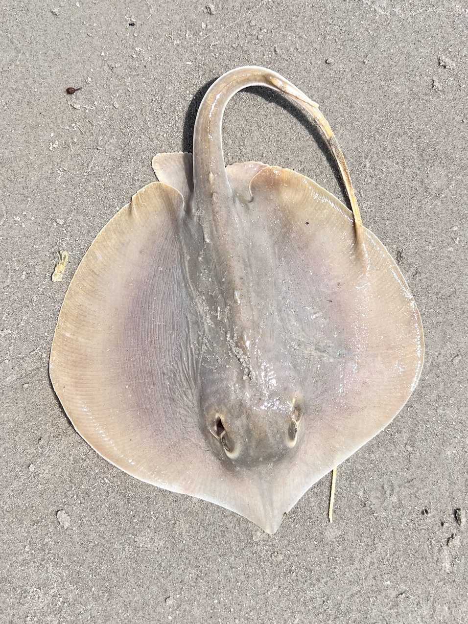Atlantic stingray (Hypanus sabinus)