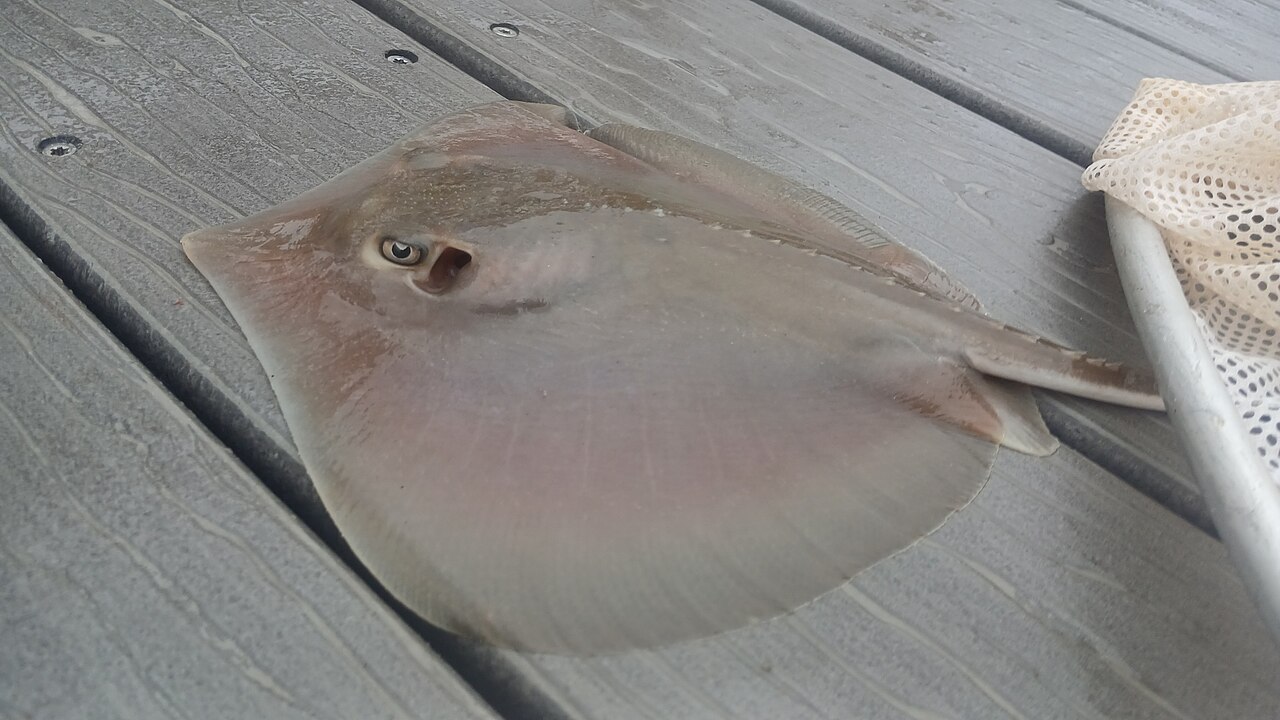 Atlantic stingray (Hypanus sabinus)