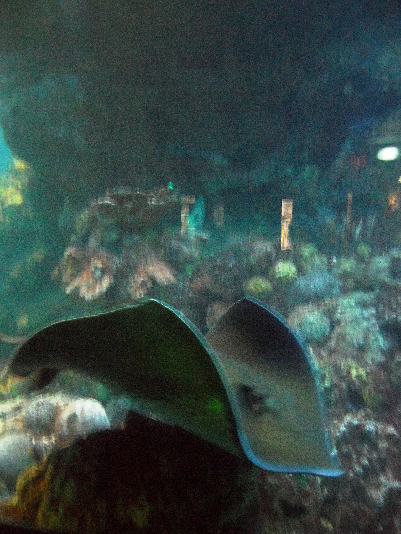 Atlantic stingray (Hypanus sabinus)