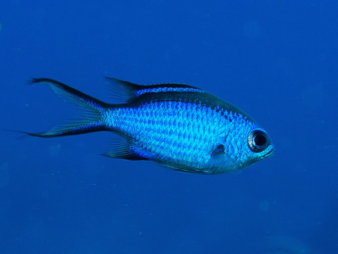Blue chromis (Azurina cyanea)