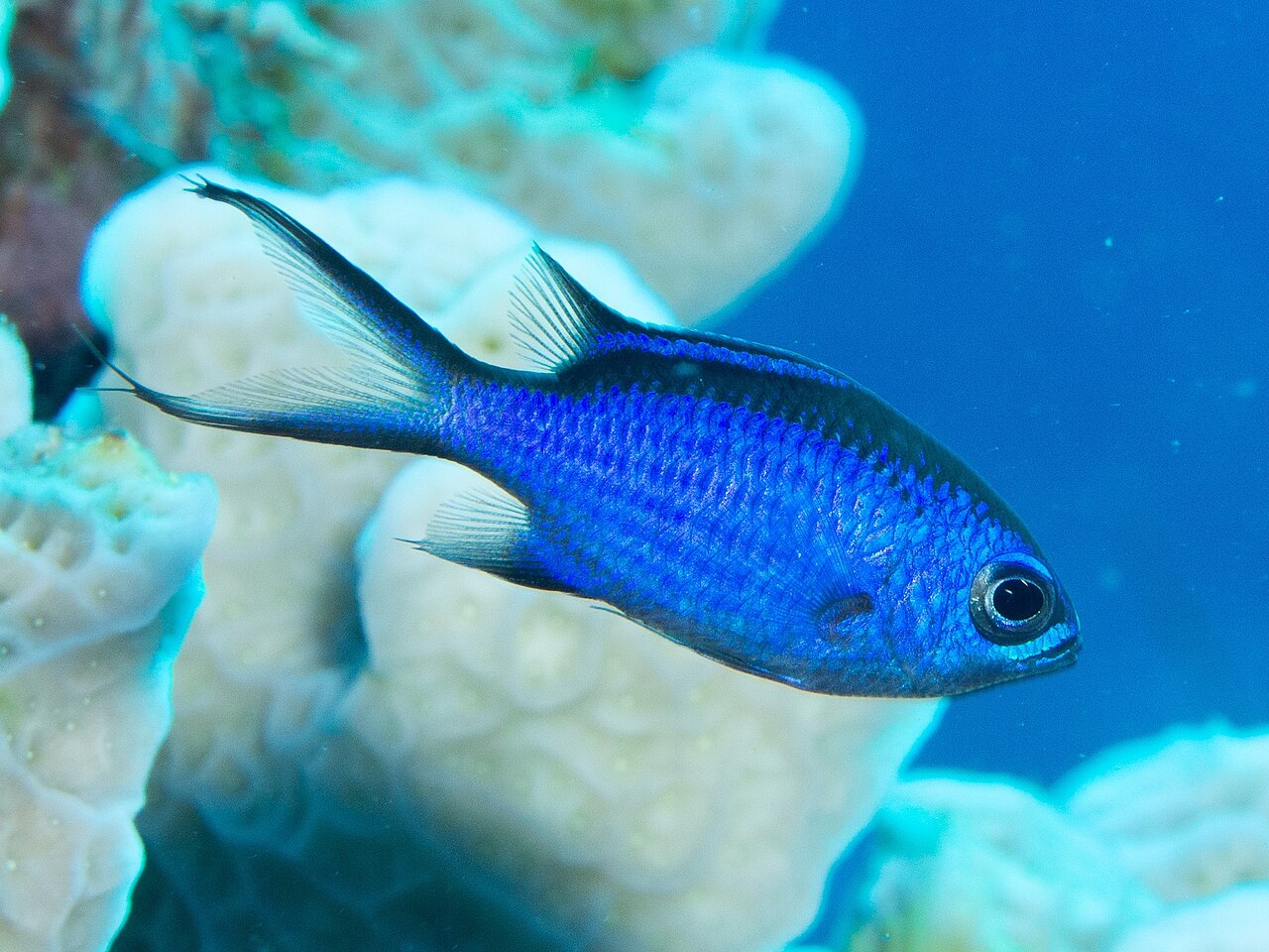 Blue chromis (Azurina cyanea)