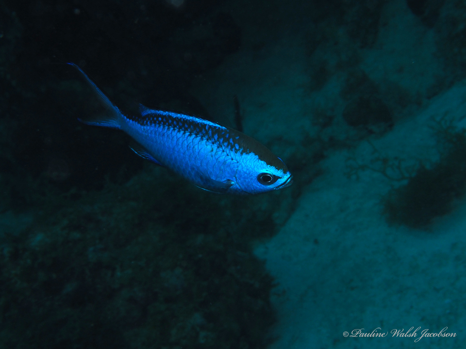 Blue chromis (Azurina cyanea)