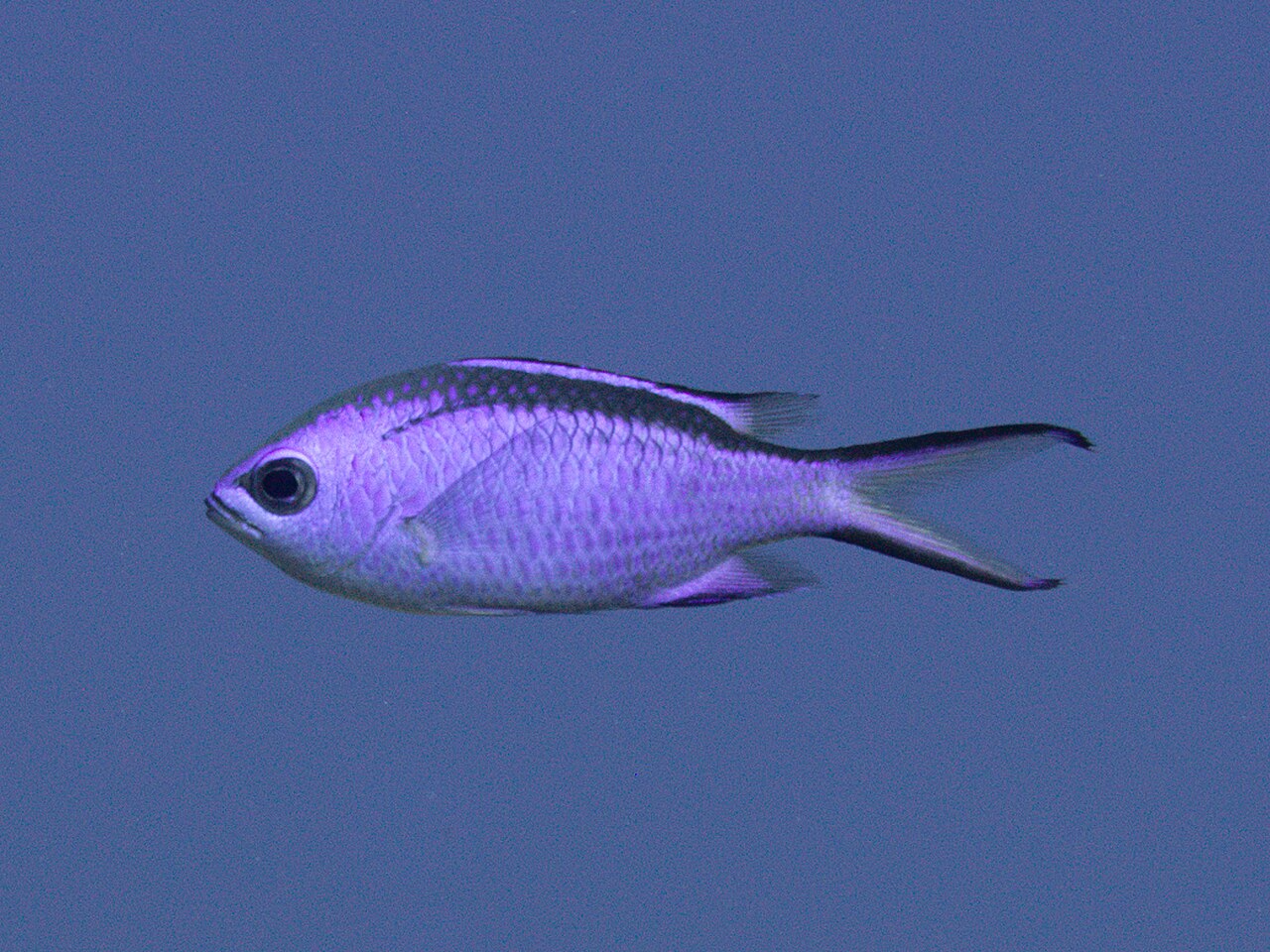 Blue chromis (Azurina cyanea)