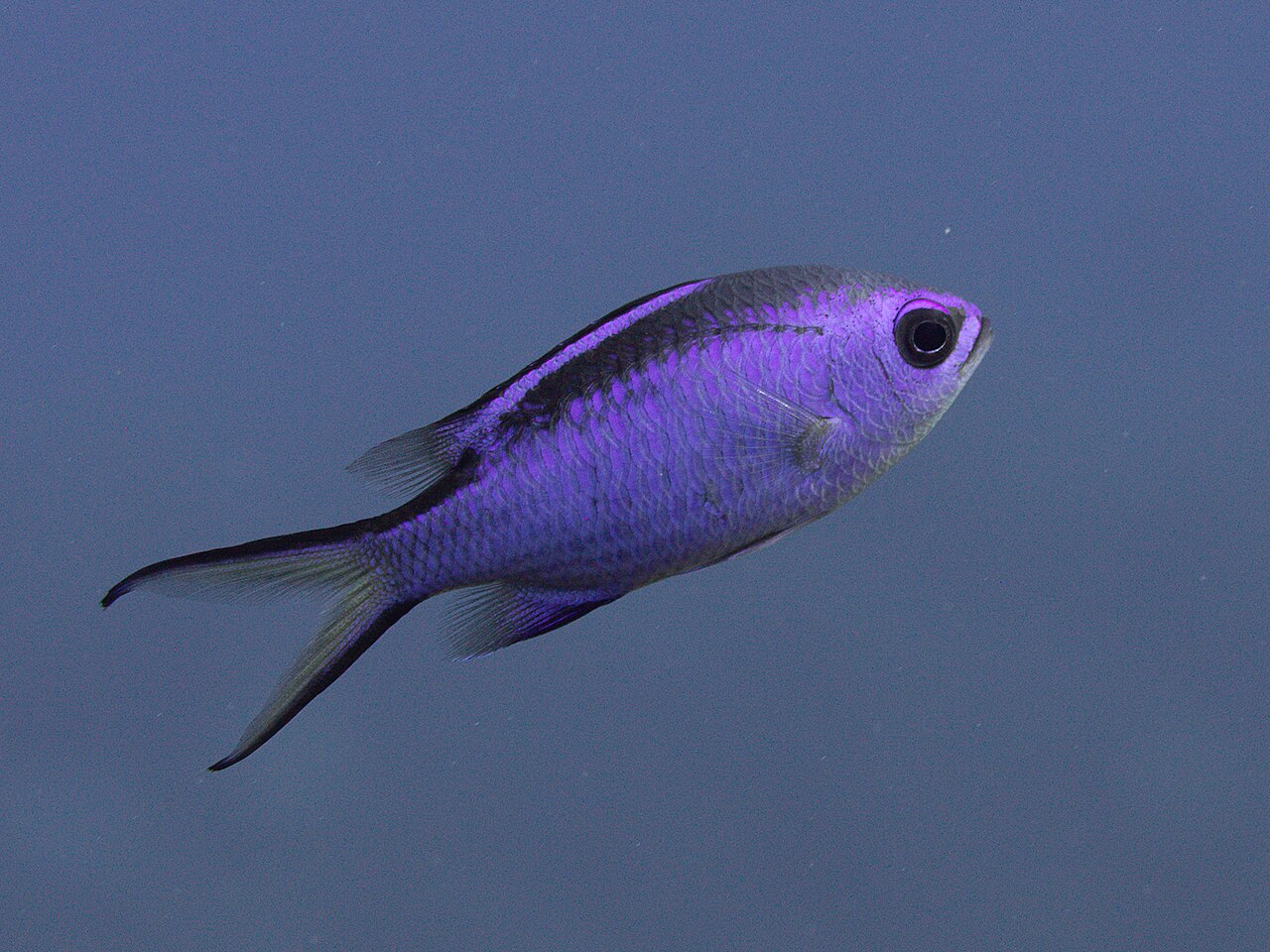 Blue chromis (Azurina cyanea)