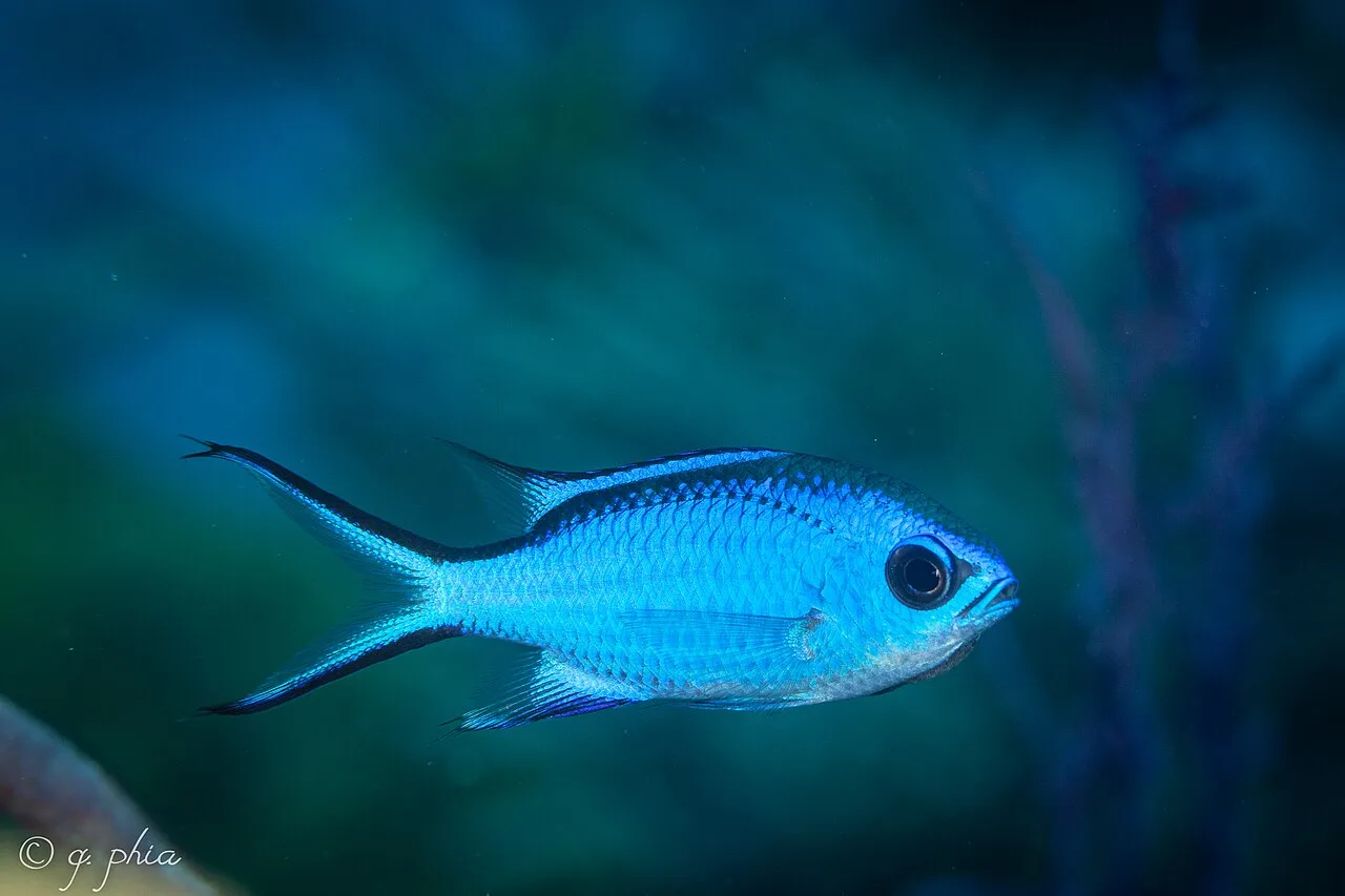 Blue chromis (Azurina cyanea)