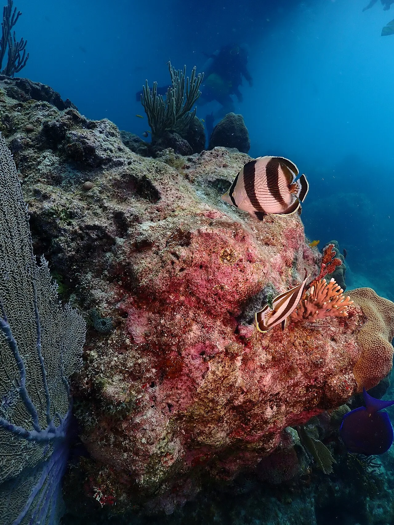 Banded butterflyfish (Chaetodon striatus)