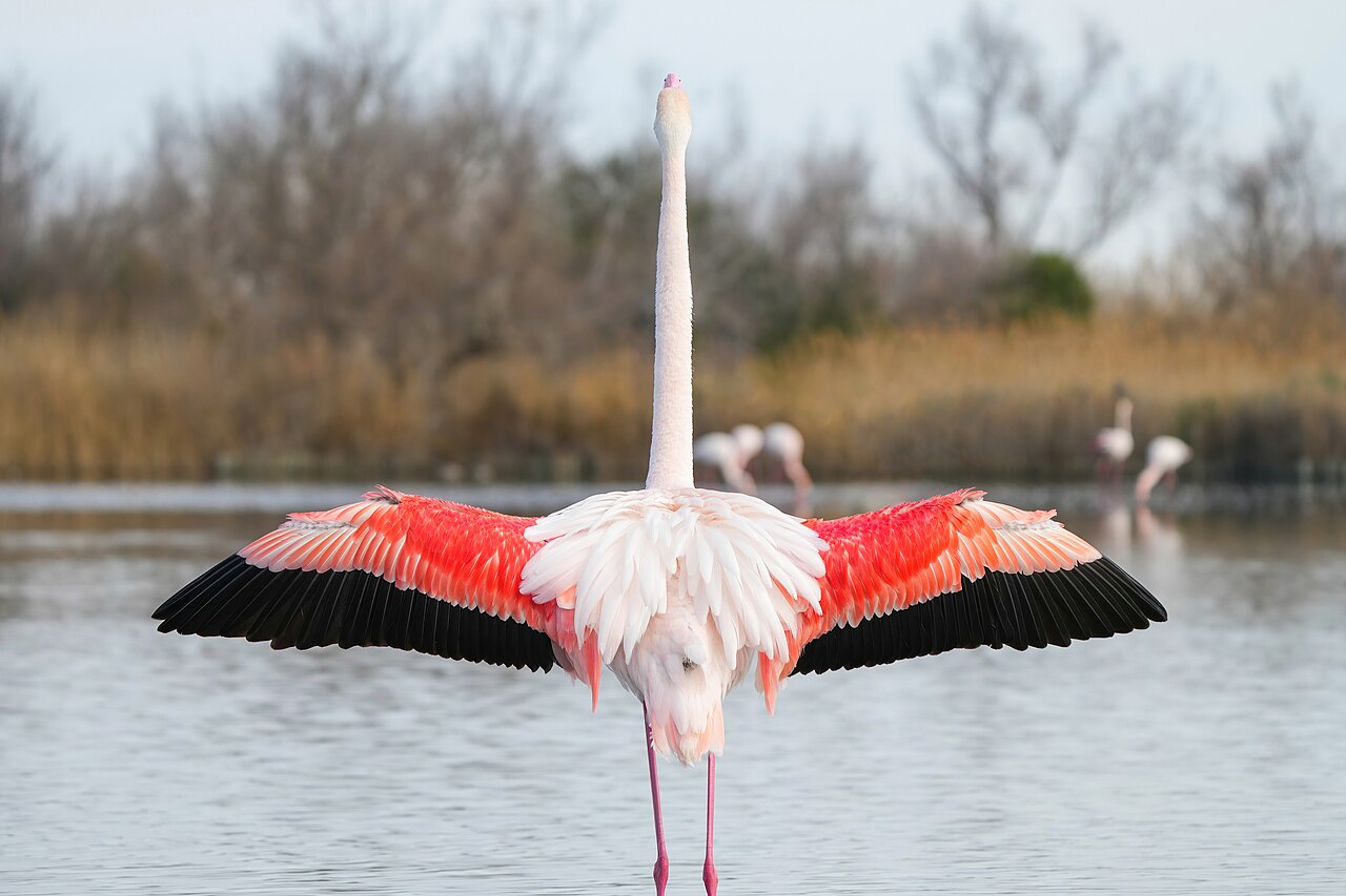 Courtship display