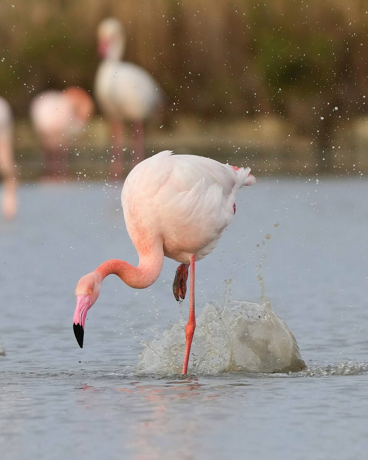 Courtship display