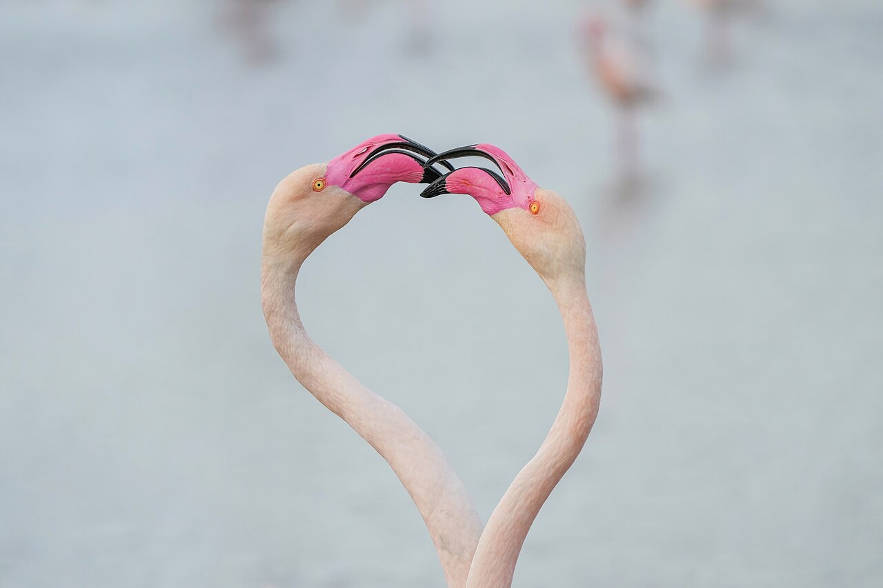 Courtship display