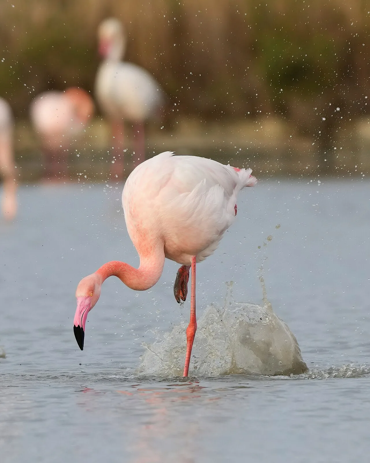 Courtship display