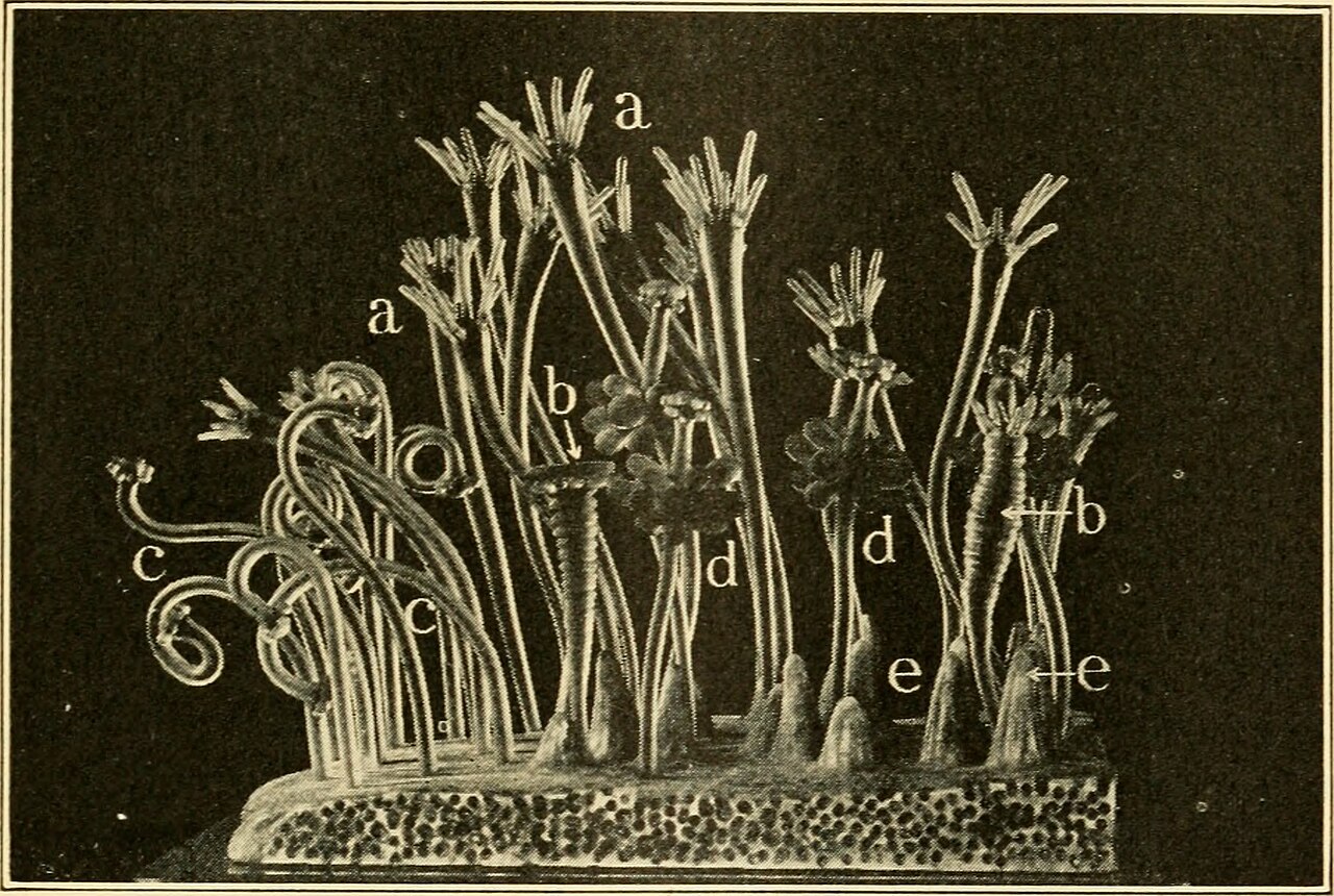 Biology and life history
