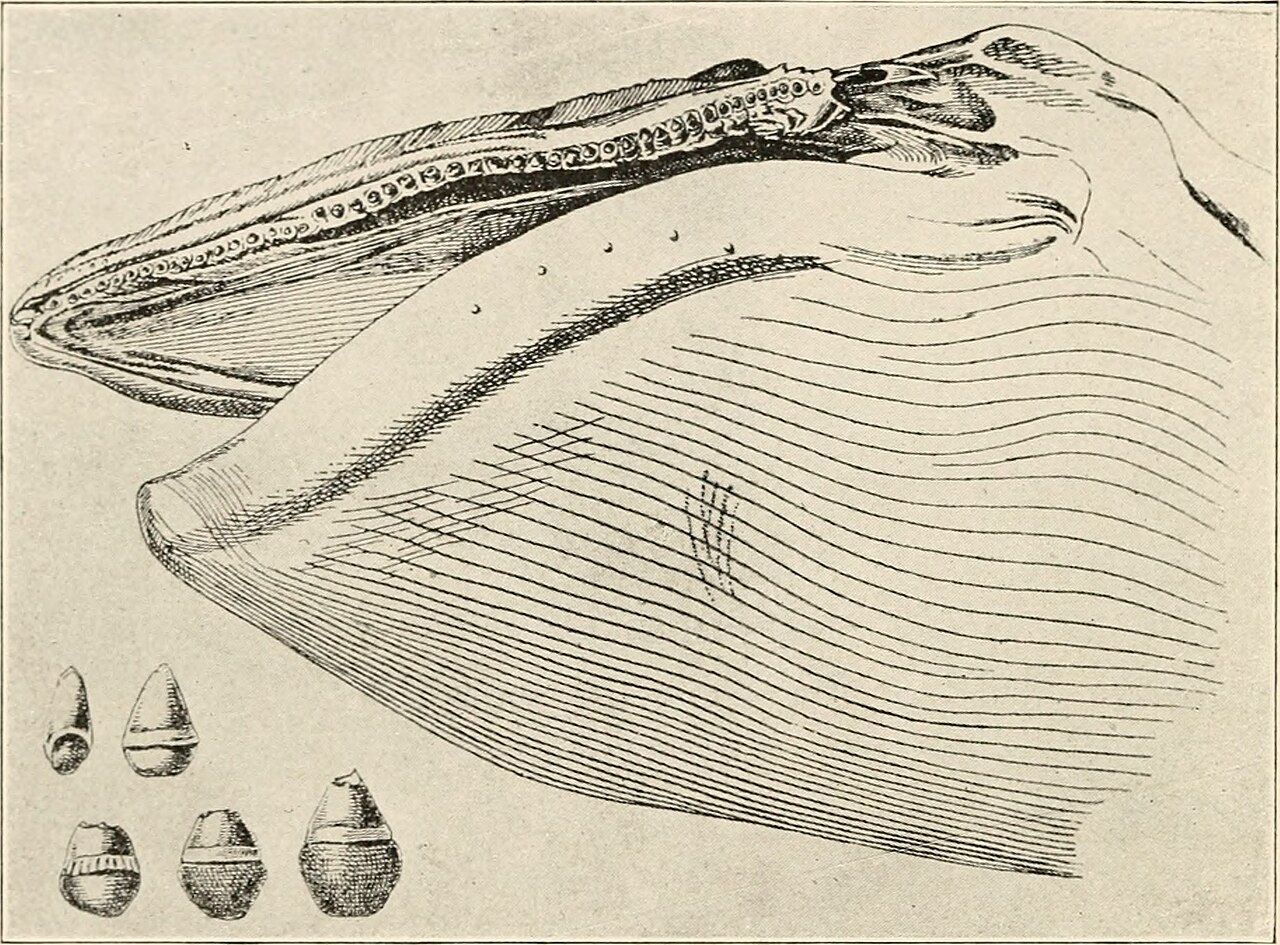 Biology and life history