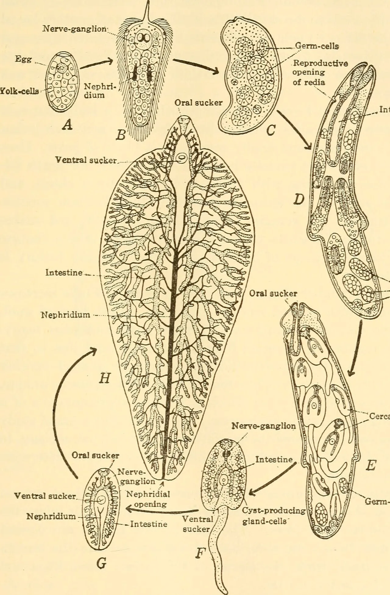 Biology and life history