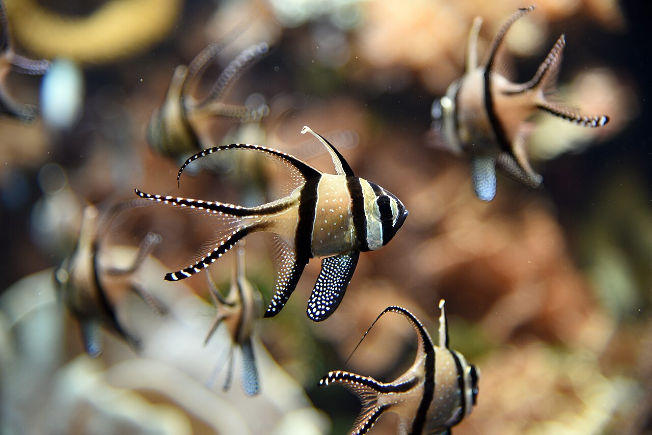 Pterapogon kauderni