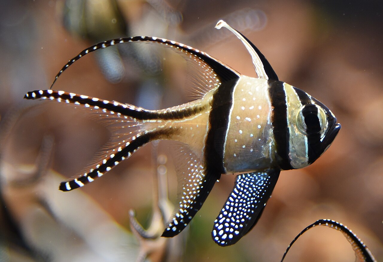 Pterapogon kauderni