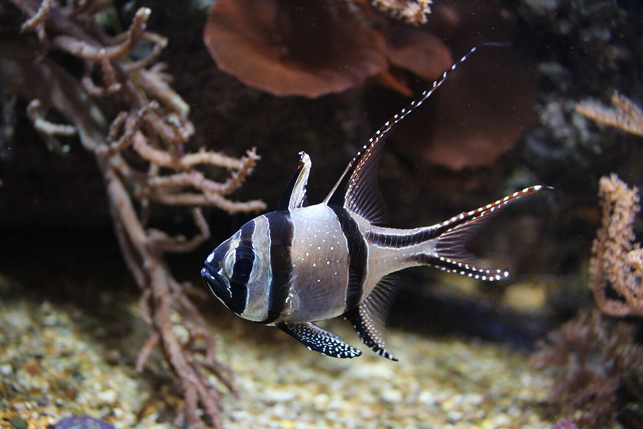 Pterapogon kauderni