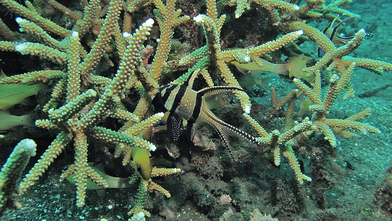 Pterapogon kauderni