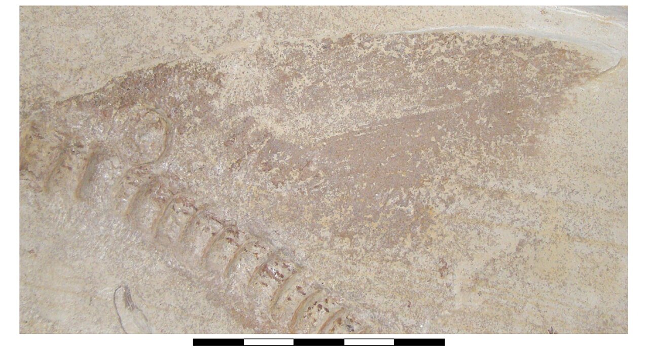Dorsal fin