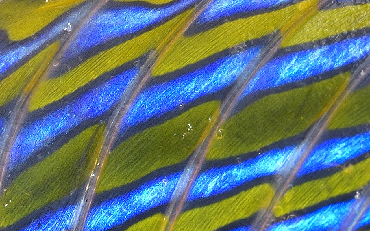 Dorsal fin