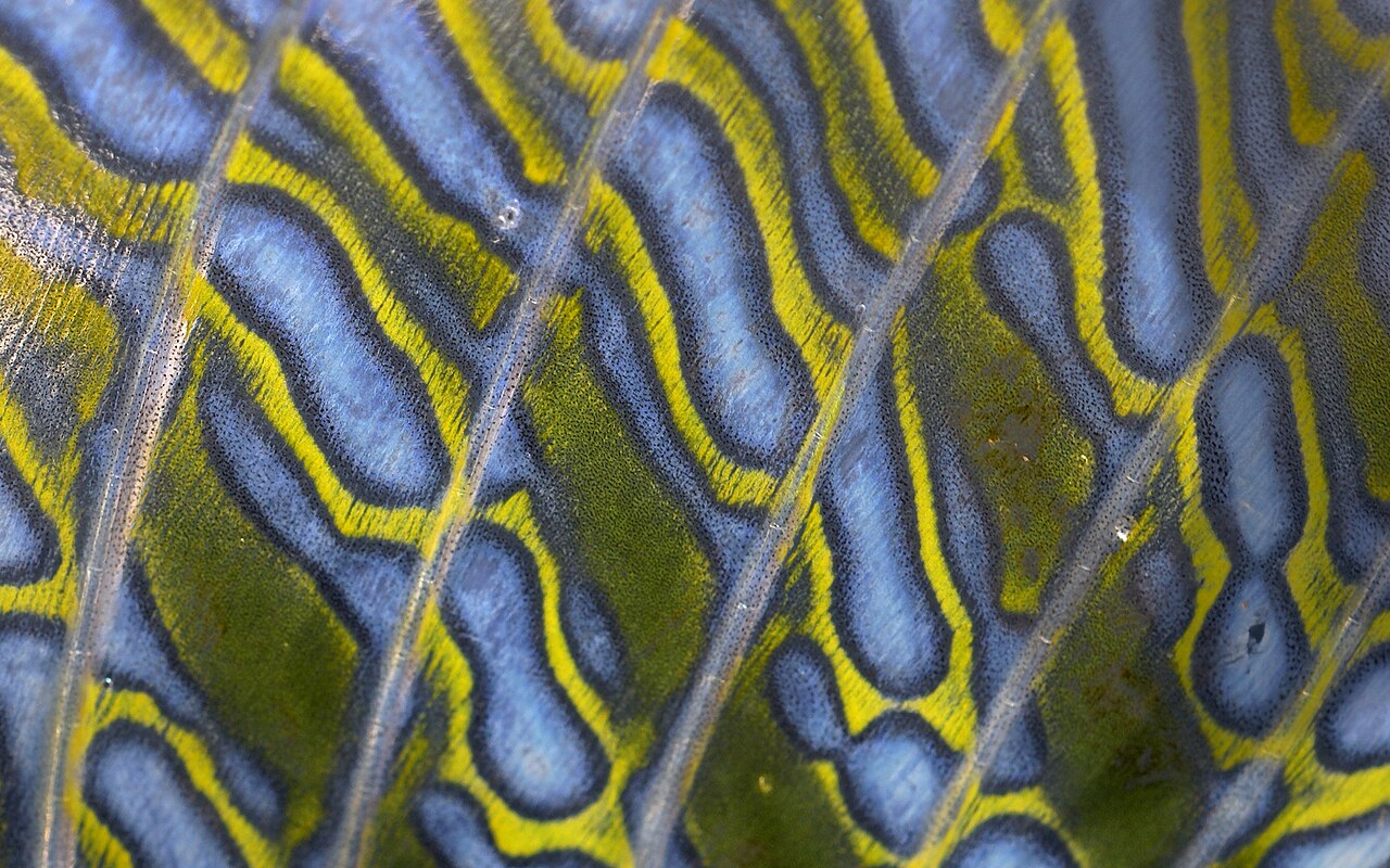 Dorsal fin