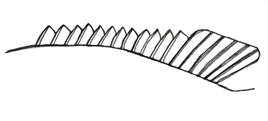 Dorsal fin