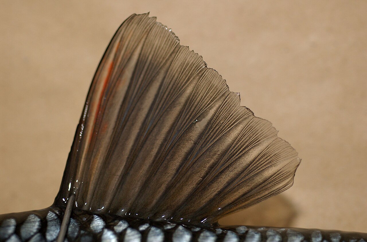 Dorsal fin