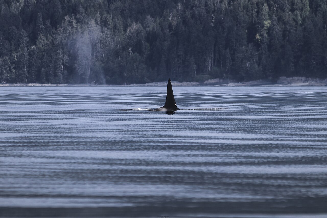 Dorsal fin