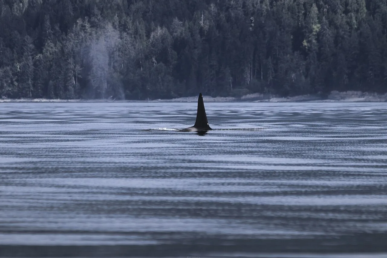 Dorsal fin