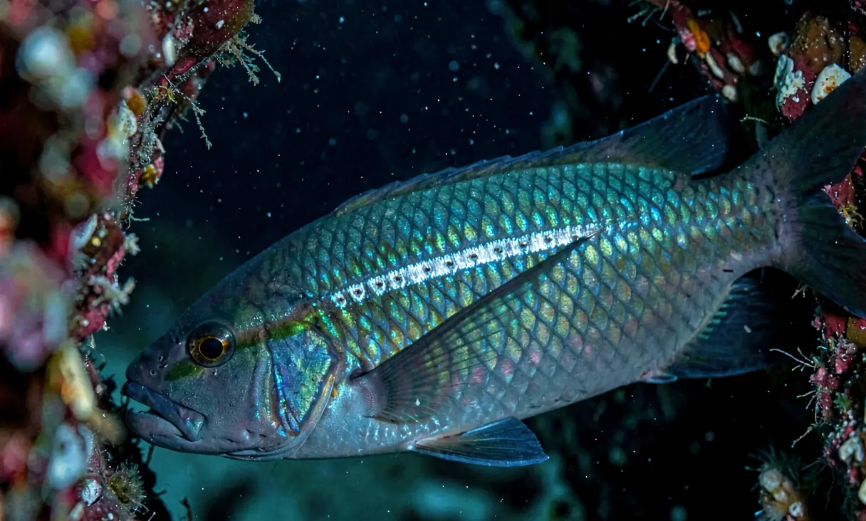Lateral line