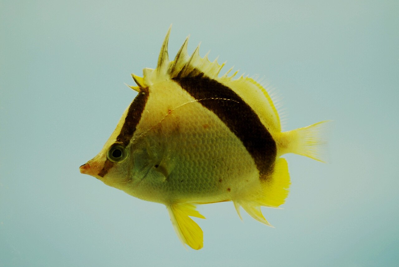Bank butterflyfish (Prognathodes aya)
