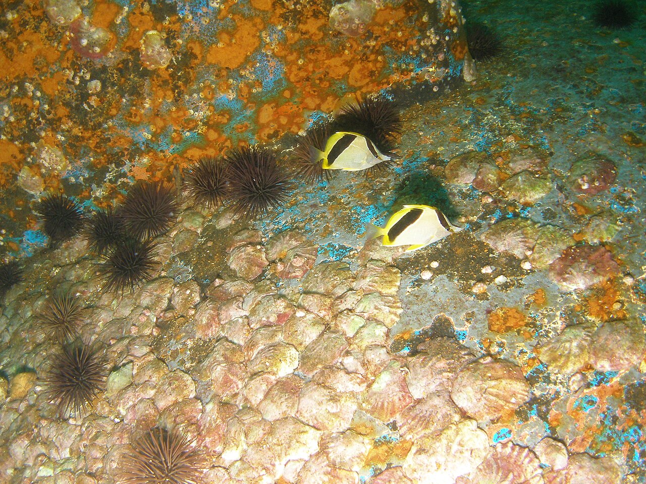 Bank butterflyfish (Prognathodes aya)