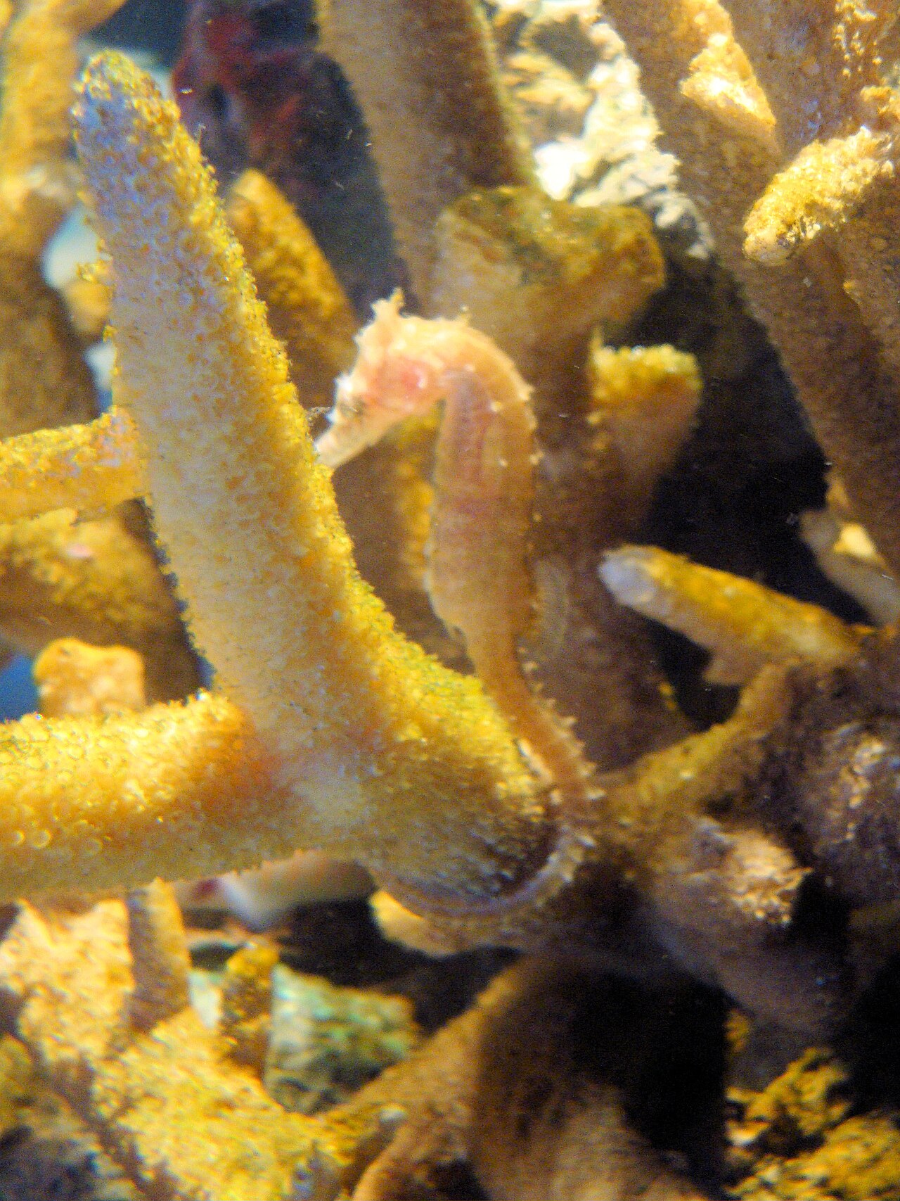 Barbour's seahorse (Hippocampus barbouri)