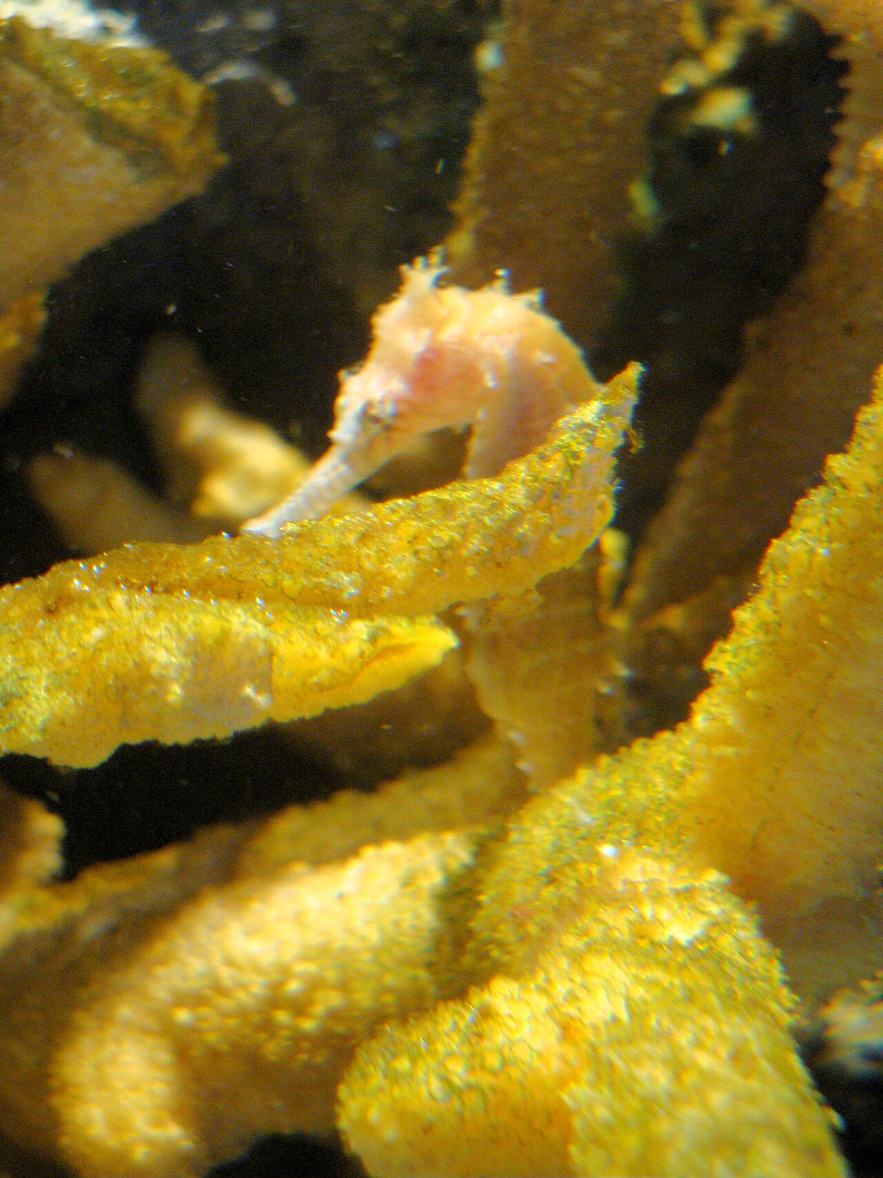 Barbour's seahorse (Hippocampus barbouri)