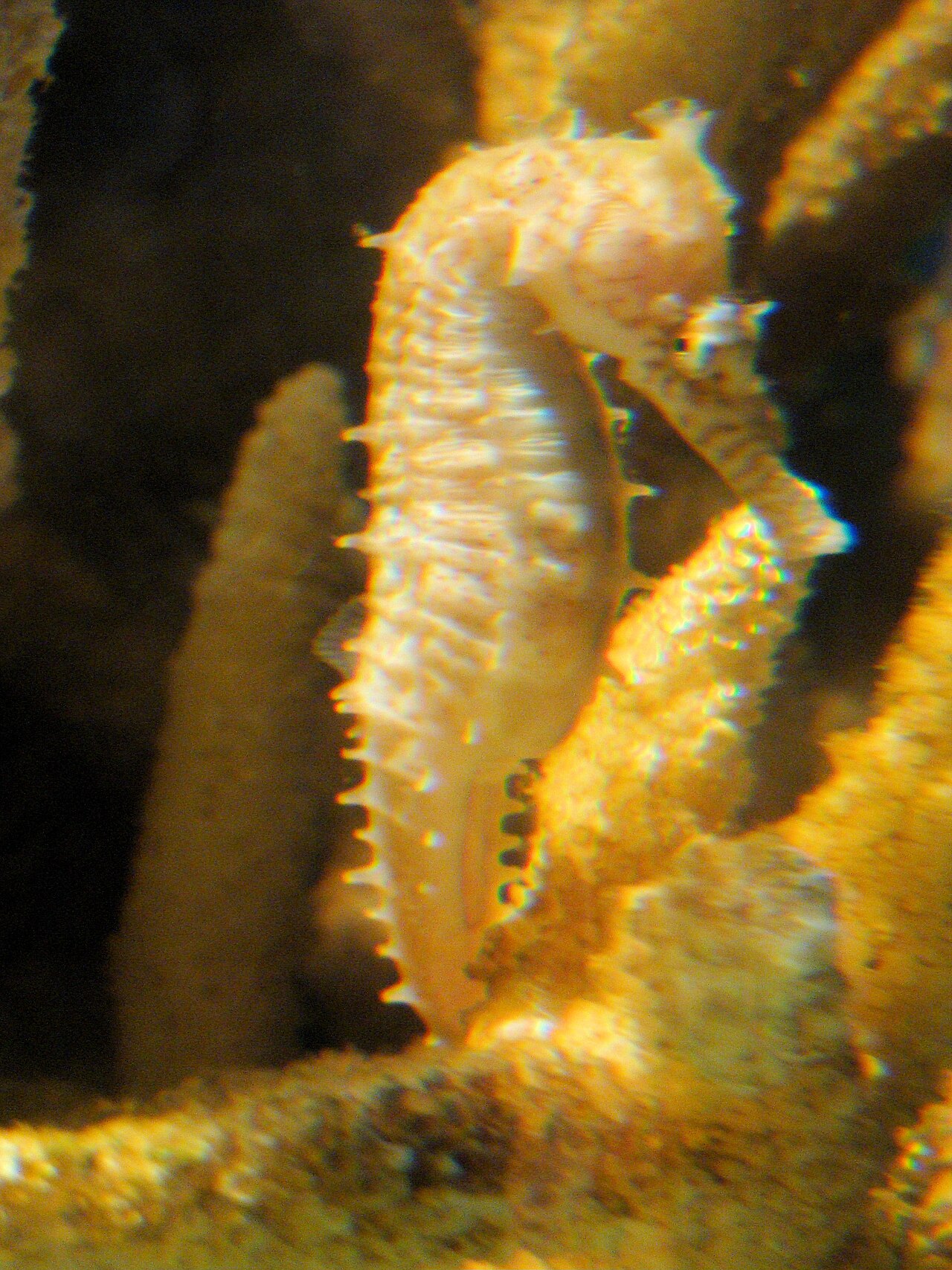Barbour's seahorse (Hippocampus barbouri)