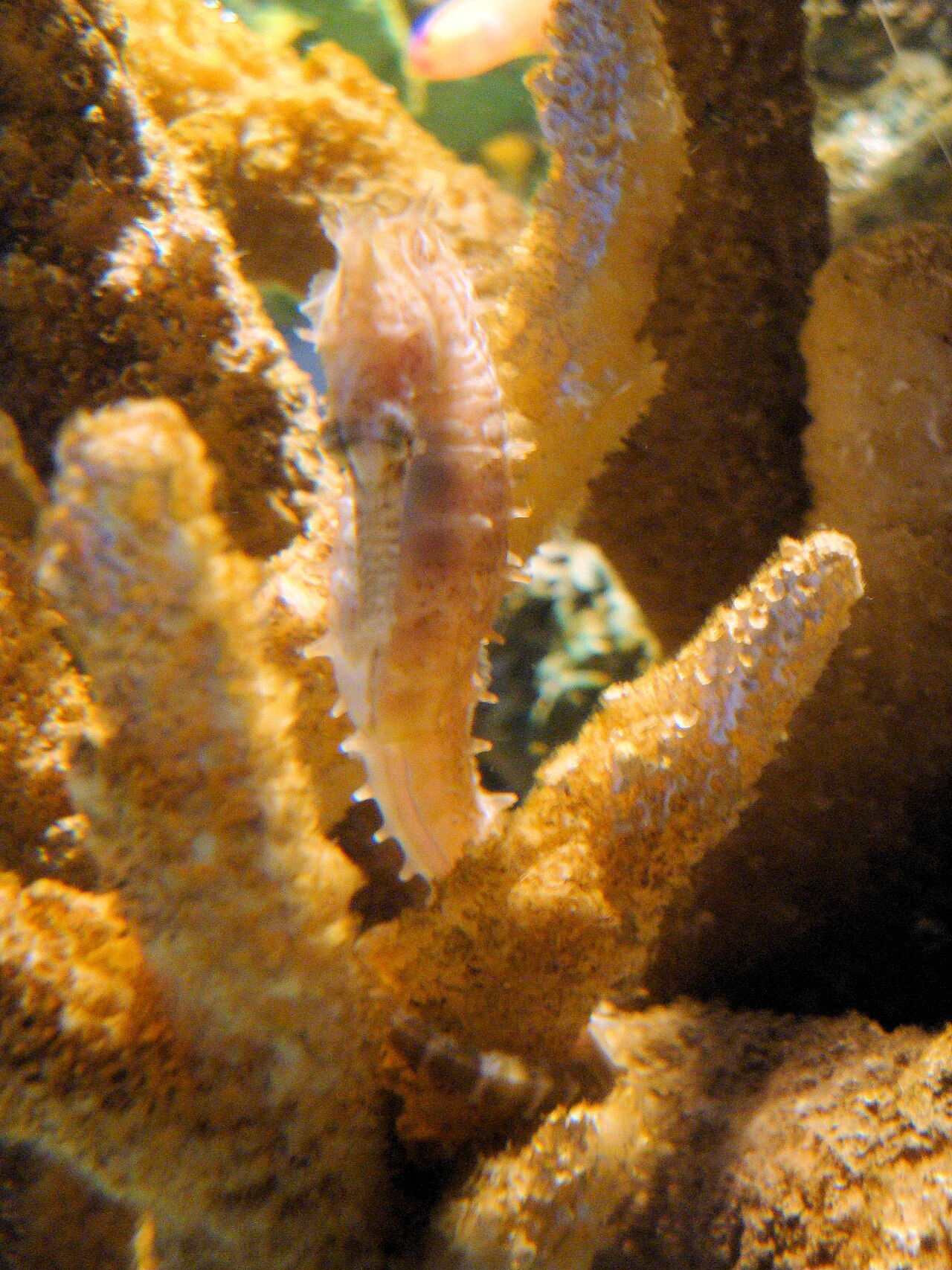 Barbour's seahorse (Hippocampus barbouri)