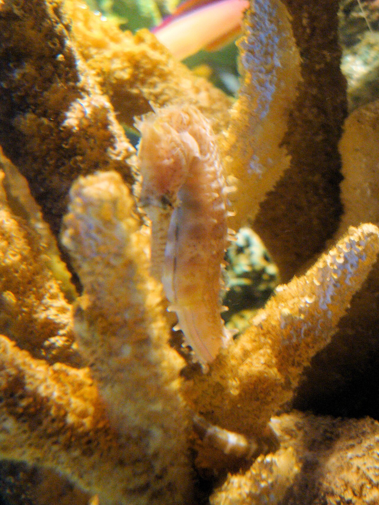 Barbour's seahorse (Hippocampus barbouri)