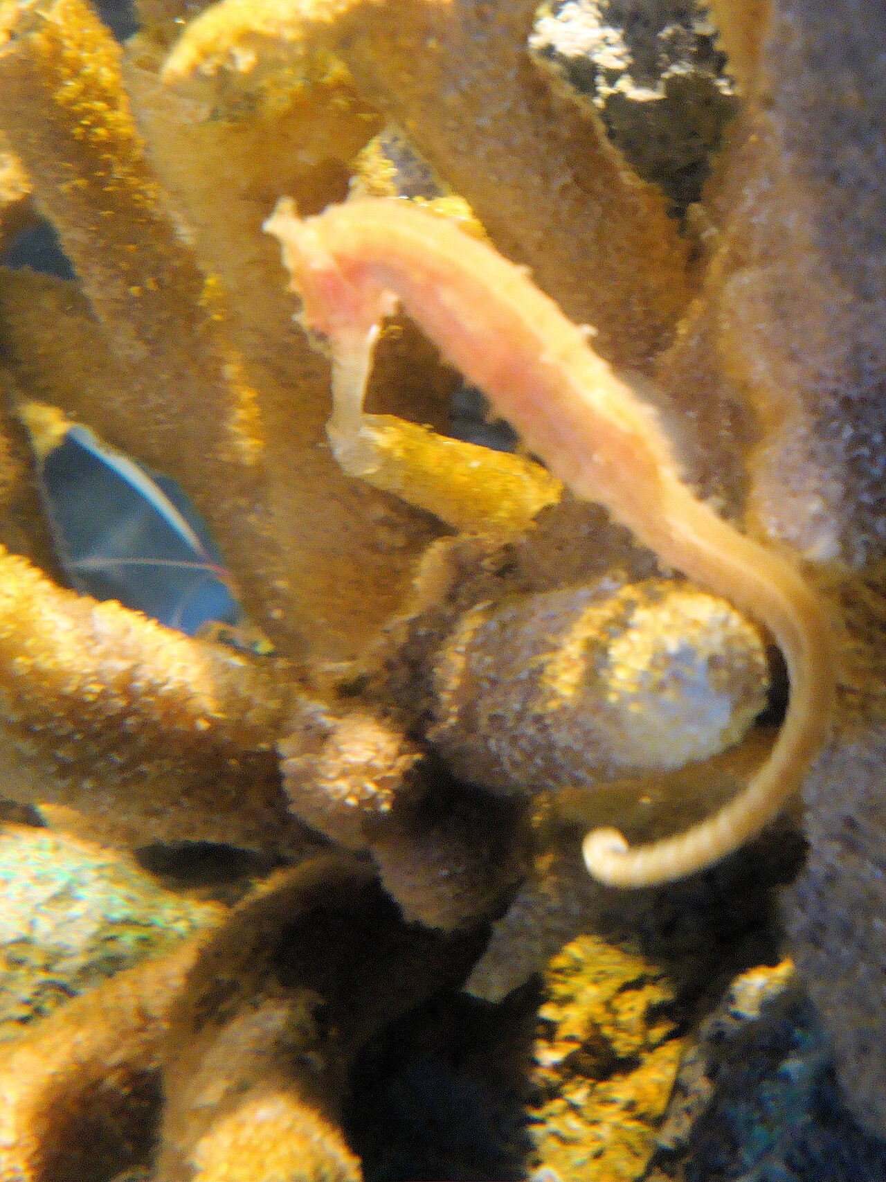 Barbour's seahorse (Hippocampus barbouri)